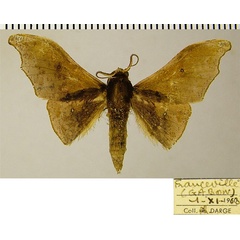 /filer/webapps/moths/media/images/H/heterodoxa_Sphingomima_AM_ZSM.jpg