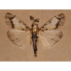 /filer/webapps/moths/media/images/M/melapastalis_Salma_A_Butler_01.jpg