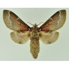 /filer/webapps/moths/media/images/A/abyssinica_Stoermeriana_AF_Ihle_01.jpg