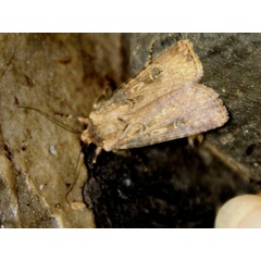 /filer/webapps/moths/media/images/D/denticulosa_Agrotis_A_Sydes.jpg