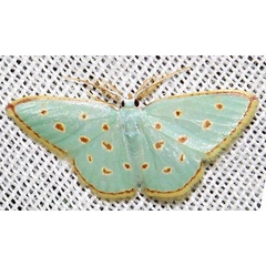 /filer/webapps/moths/media/images/S/stillata_stillata_Comostolopsis_A_Braun_05.jpg