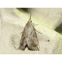 /filer/webapps/moths/media/images/T/taruensis_Zekelita_A_Goff_03.jpg