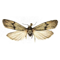 /filer/webapps/moths/media/images/A/aistleitneri_Eilema_AT_EMEM.jpg