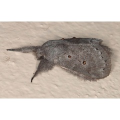 /filer/webapps/moths/media/images/C/cinerea_Haplopacha_AM_Heynsc.jpg