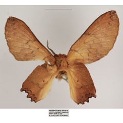 /filer/webapps/moths/media/images/D/dannfelti_Opisthodontia_AF_TMSA.jpg
