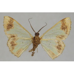 /filer/webapps/moths/media/images/E/elonga_Zamarada_PTM_ZSMb.jpg