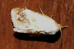 Negeta purpurascens