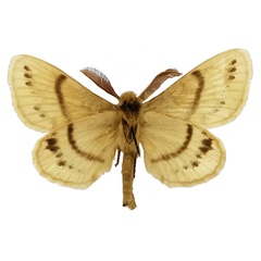 /filer/webapps/moths/media/images/S/sahelica_Philotherma_PTM_Basquinb.jpg