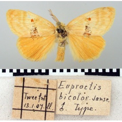 /filer/webapps/moths/media/images/B/bicolor_Euproctis_HT_TMSA.jpg