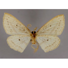 /filer/webapps/moths/media/images/M/manengouba_Scopula_HT_ZSM_02.jpg