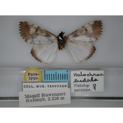 /filer/webapps/moths/media/images/E/eudela_Halochroa_PT_RMCA_02.jpg