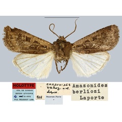 /filer/webapps/moths/media/images/B/berliozi_Amazonides_HT_MNHN.jpg