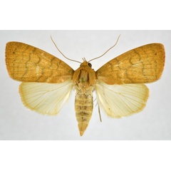 /filer/webapps/moths/media/images/A/arcuata_Maurilia_AF_NHMO_01.jpg