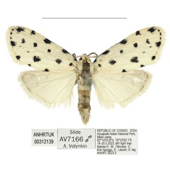 /filer/webapps/moths/media/images/O/odzala_Siccia_PTM_ANHRT.jpg