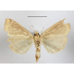 /filer/webapps/moths/media/images/L/luperca_Anomis_A_MGCLb_01.jpg
