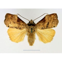 /filer/webapps/moths/media/images/I/inusitata_Parca_AM_Legrain_01.jpg