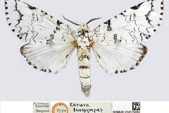Afrocerura leonensis