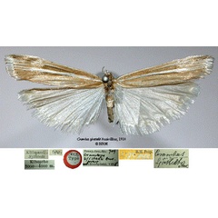 /filer/webapps/moths/media/images/S/sjostedti_Crambus_LT_SNHMa.jpg