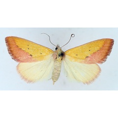 /filer/webapps/moths/media/images/S/sacraria_Phytometra_AF_TMSA_02.jpg