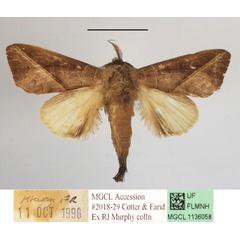 /filer/webapps/moths/media/images/G/gypsitea_Peratodonta_A_MGCLa_01.JPG