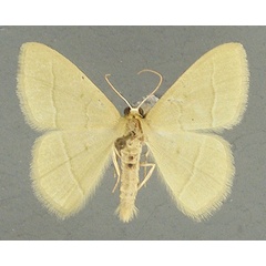 /filer/webapps/moths/media/images/A/approximans_Diplodesma_AM_TMSA.jpg