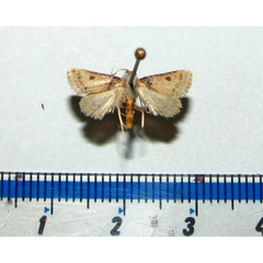 /filer/webapps/moths/media/images/B/basalis_Loryma_A_Goff.jpg