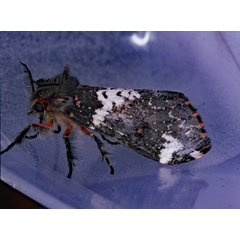 /filer/webapps/moths/media/images/R/rhodea_Rhypopteryx_A_Roland_01_gaX0VPs.jpg