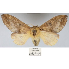 /filer/webapps/moths/media/images/M/maryannae_Hypotrabala_PTF_NMB_01.jpg