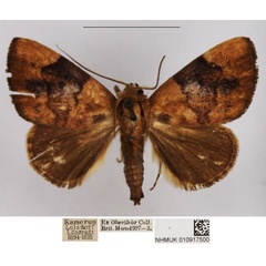 /filer/webapps/moths/media/images/P/phaeopepla_Negeta_AM_NHMUK.jpg