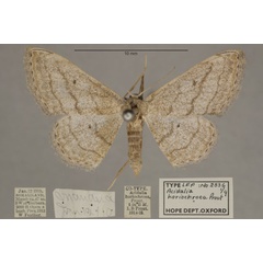/filer/webapps/moths/media/images/H/horiochroea_Scopula_PT_OUMNHa_01.jpg