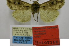 Psectraxylia bisagittatum