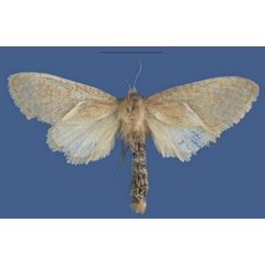 /filer/webapps/moths/media/images/F/friederikebauerae_Lukeniana_PTF_NMB.jpg