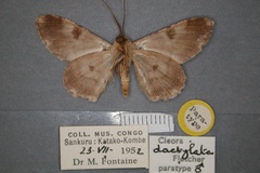 Cleora dactylata
