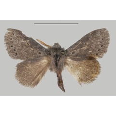 /filer/webapps/moths/media/images/T/thorogood_Eudoumbia_PTM_USTTB_02.jpg