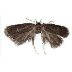 /filer/webapps/moths/media/images/A/amaniensis_Protolychnis_HT_Agassiz.jpg