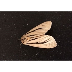 /filer/webapps/moths/media/images/L/linea_Popoudina_A_Jones.jpg
