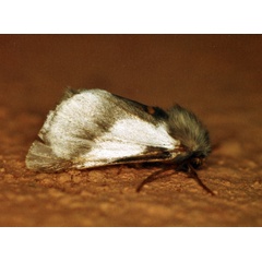 /filer/webapps/moths/media/images/A/apologetica_Thaumetapoea_A_Roland_04.jpg