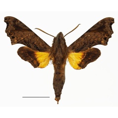 /filer/webapps/moths/media/images/L/leptis_Temnora_AM_Basquin_01a.jpg