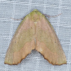 /filer/webapps/moths/media/images/A/arcuatilinea_Sicyodes_F_Heyns_01.JPG