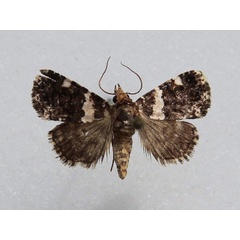/filer/webapps/moths/media/images/A/argyrogramma_Ozarba_A_Goffa_03.jpg