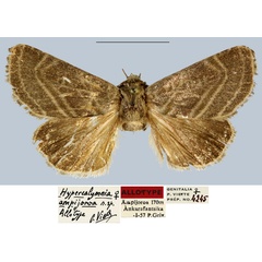 /filer/webapps/moths/media/images/A/ampijoroa_Hypercalymnia_AT_MNHN.jpg