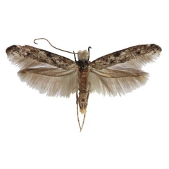 /filer/webapps/moths/media/images/N/nathani_Cedestis_PT_Agassiz.jpg