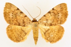 Hypopyra carneotincta