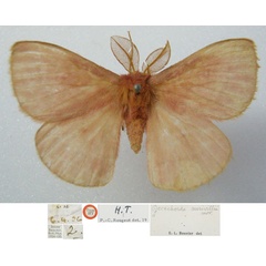 /filer/webapps/moths/media/images/A/aurivillii_Decachorda_HT_NHMUKa.jpg