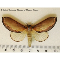/filer/webapps/moths/media/images/V/vesta_Selena_AF_OUMNH_02.JPG