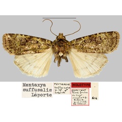 /filer/webapps/moths/media/images/S/suffusalis_Mentaxya_HT_MNHN.jpg