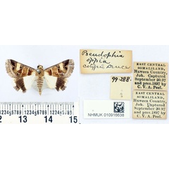 /filer/webapps/moths/media/images/O/oppia_Pseudophia_PT_BMNH.jpg