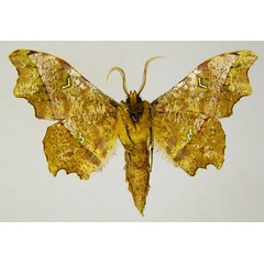 /filer/webapps/moths/media/images/A/ablegata_Dioptrochasma_HT_ZSMb.jpg