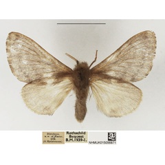 /filer/webapps/moths/media/images/D/definita_Anadiasa_AF_NHMUK.jpg