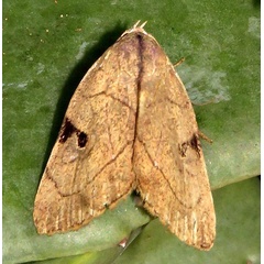 /filer/webapps/moths/media/images/N/nana_Oglasa_A_Braun_05.jpg